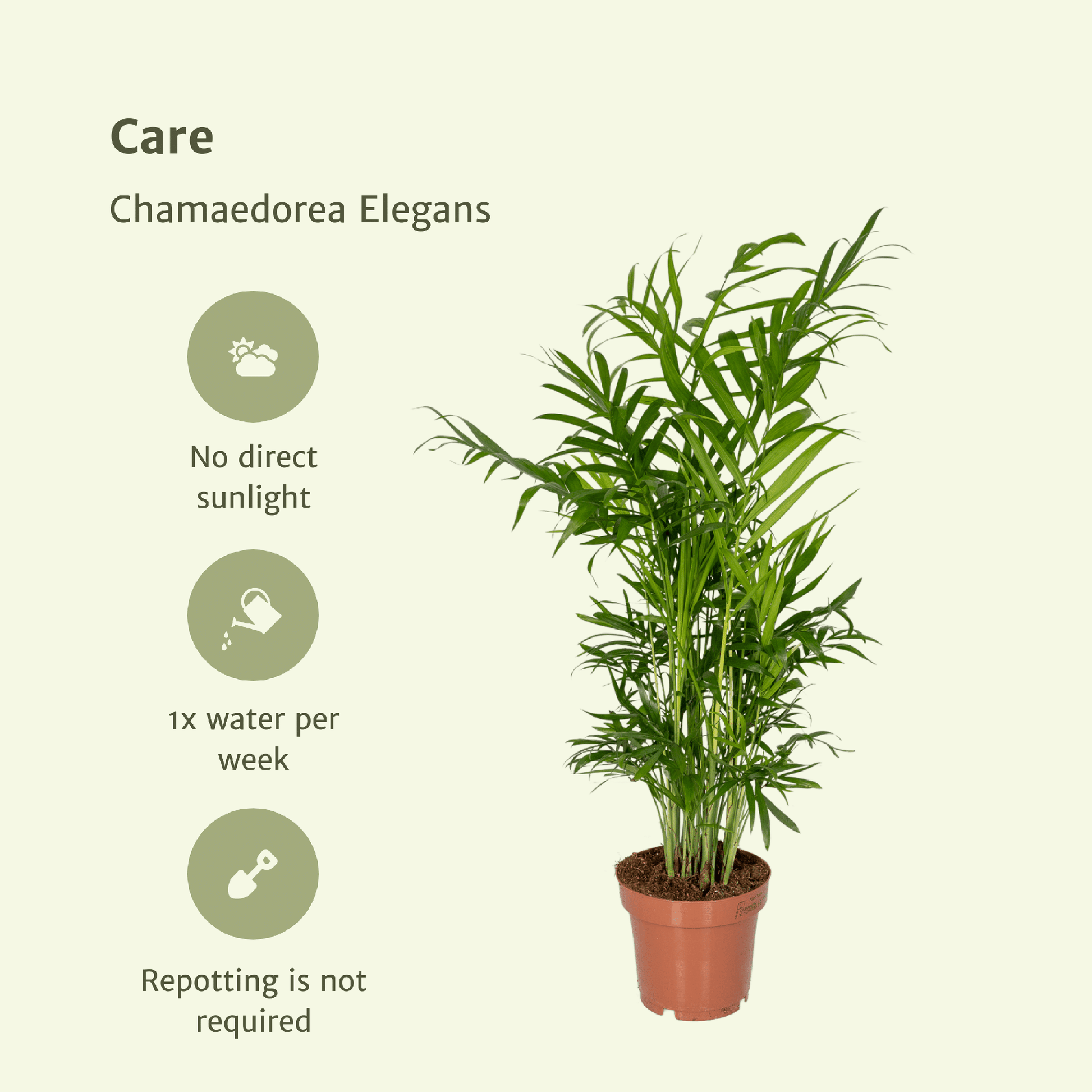 Chamaedorea Elegans (Mexicaanse Bergpalm) – 2 stuks, hoogte 40cm, pot Ø12cm – sierlijke groene bladeren, ideaal voor binnen.