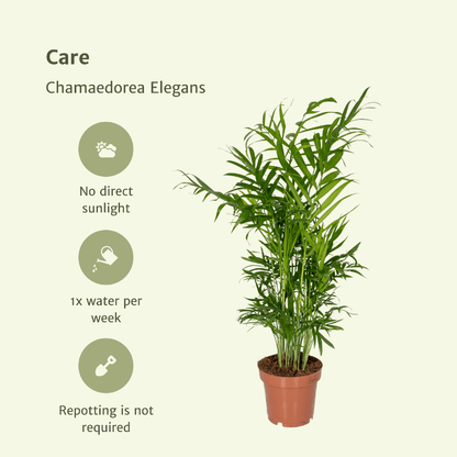 Chamaedorea Elegans (Mexicaanse Bergpalm) – 2 stuks, hoogte 40cm, pot Ø12cm – sierlijke groene bladeren, ideaal voor binnen.