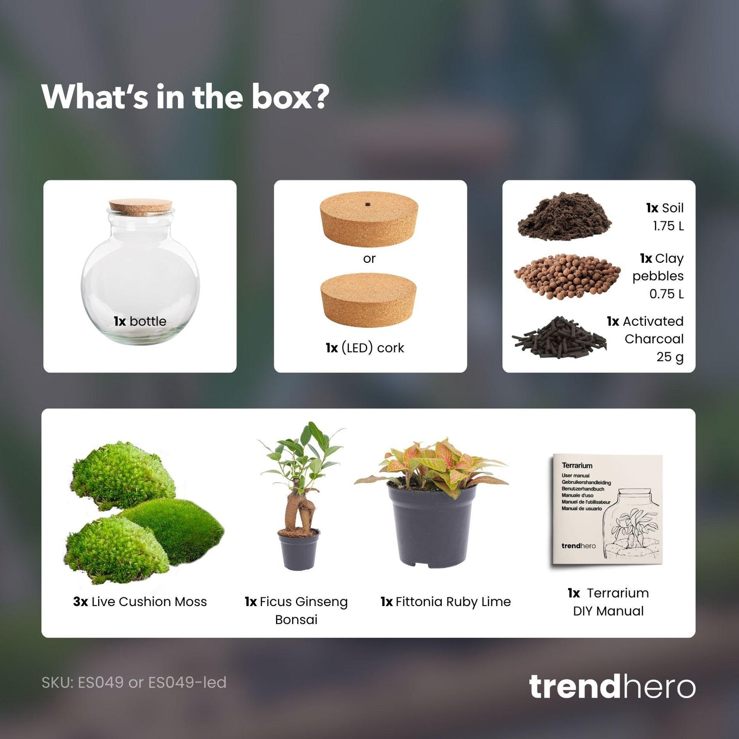 DIY Planten terrarium |  Teddy Bonsai | Met LED-kurk | kopen