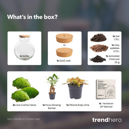 DIY Planten terrarium |  Teddy Bonsai | Met LED-kurk | kopen
