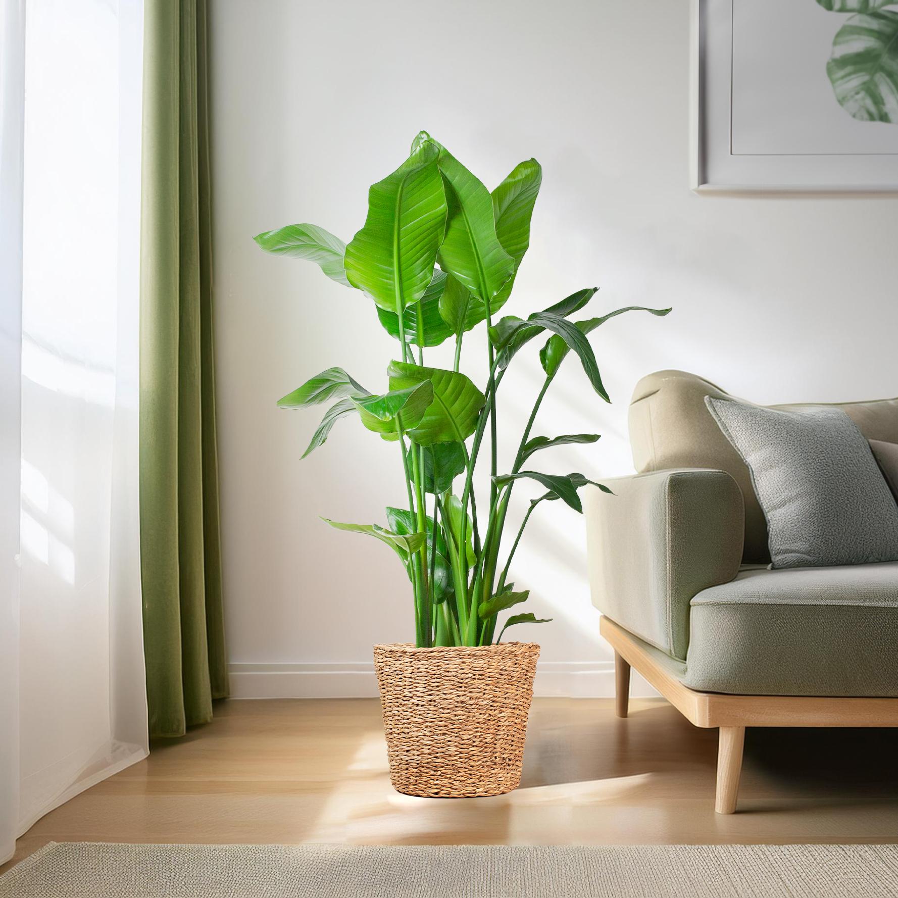 Strelitzia Nicolai XL met grote glanzende bladeren in Torun plantenmand, tropische kamerplant Ø27cm tafelplant