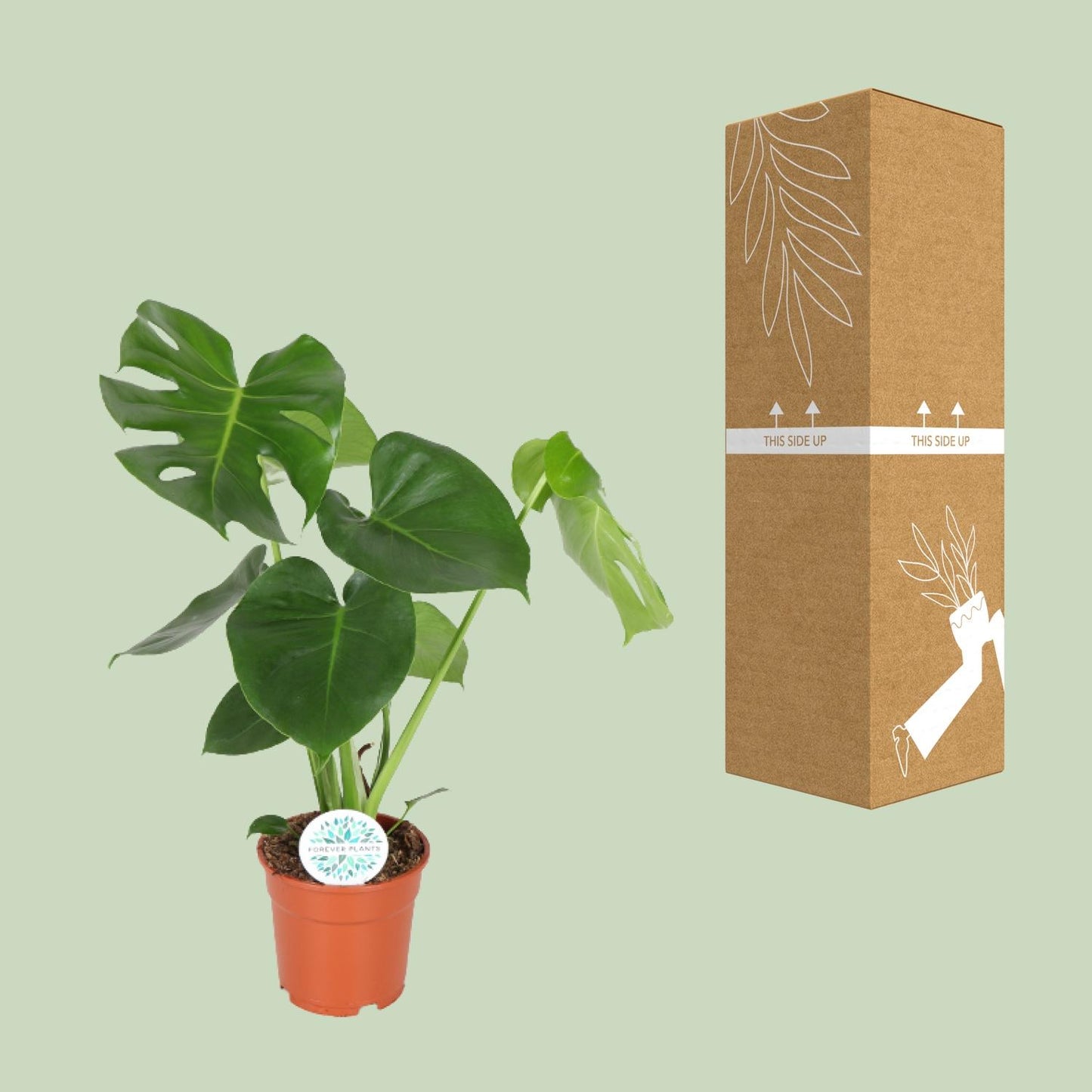 Monstera Deliciosa  - Ø17cm - ↕55cm  Monkey Leaf