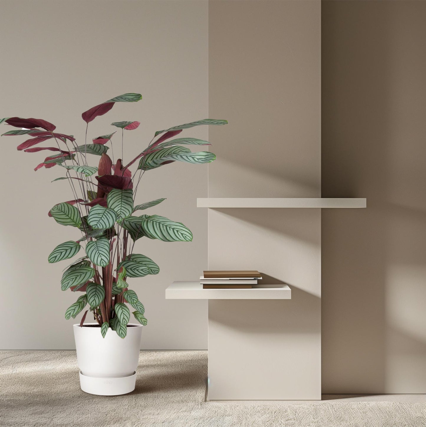 Calathea oppenheimiana | Kamerplant
