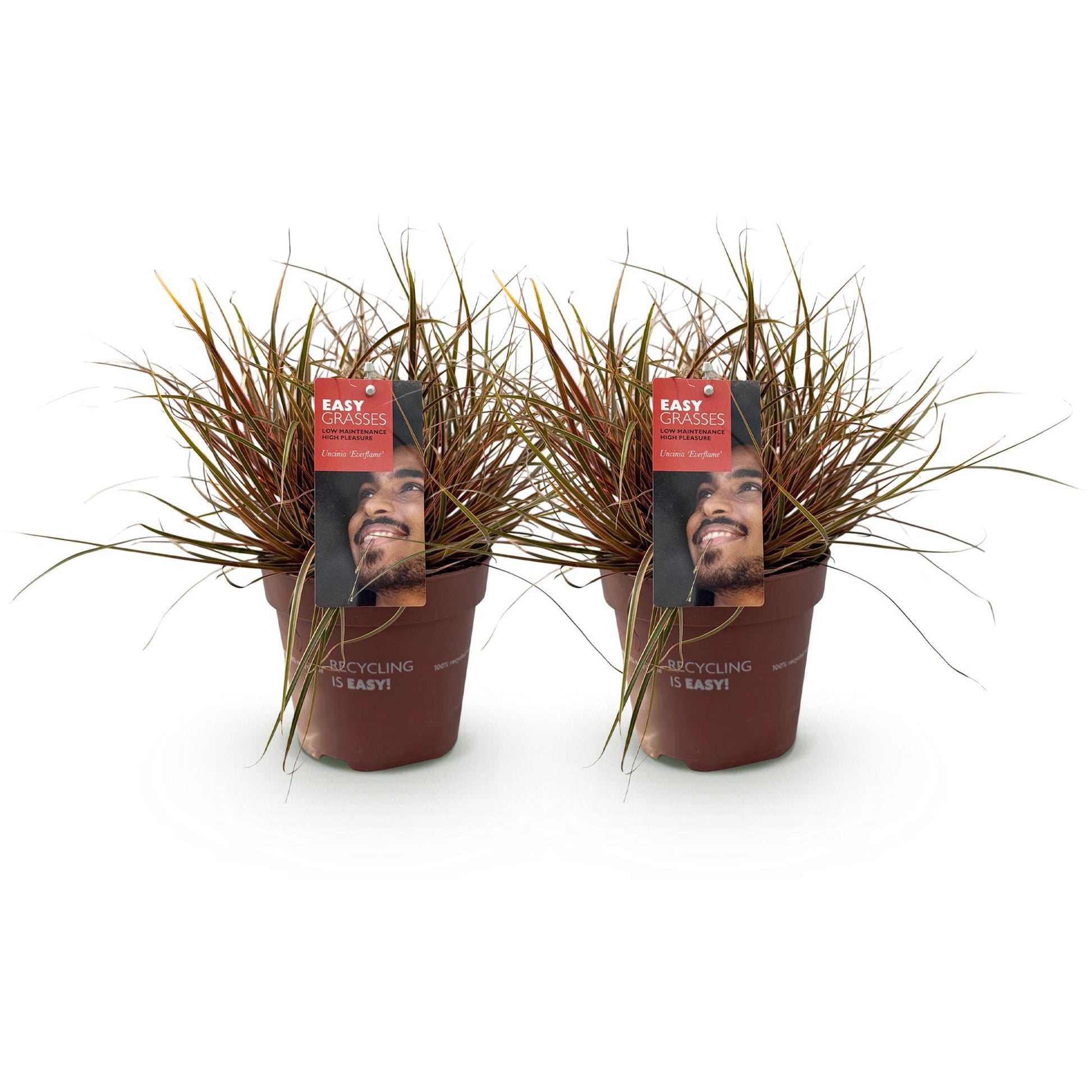 Uncinia rubra Everflame, rode grasplant in tuinborder
