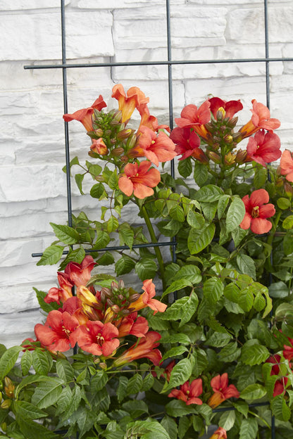 2x - Campsis Summer Jazz 'Feuertrompete' - ↨65cm - Ø15