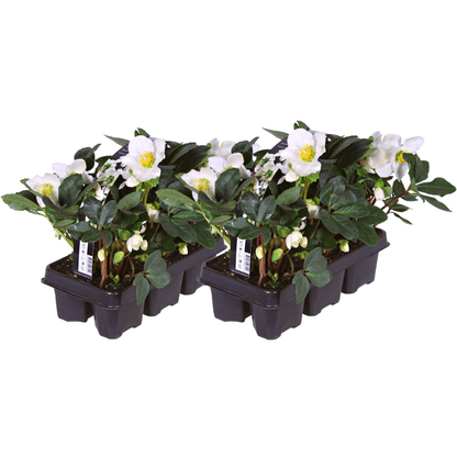 Helleborus niger ‘Christmas Carol’ – set van 12 winterbloeiende kerstrozen met witte bloemen, winterhard en onderhoudsarm, ideaal voor borders, potten en de wintertuin.