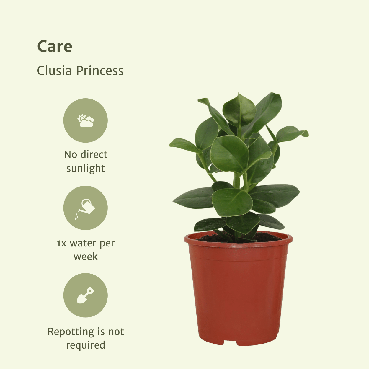 2 x Clusia Princess | Kamerplant