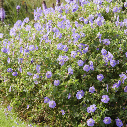 Geranium Rozanne Buitenplant | Ooievaarsbek