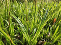 Carex morrowii 'Aureovariegata' Buitenplant | Gras - Planttoday