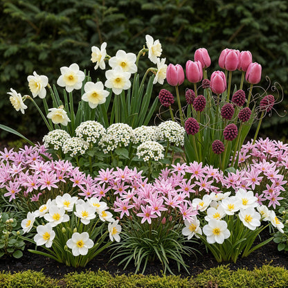 Bulb Garden Pink Mix bloembollen in cadeauverpakking – diverse roze soorten voor borders en potten