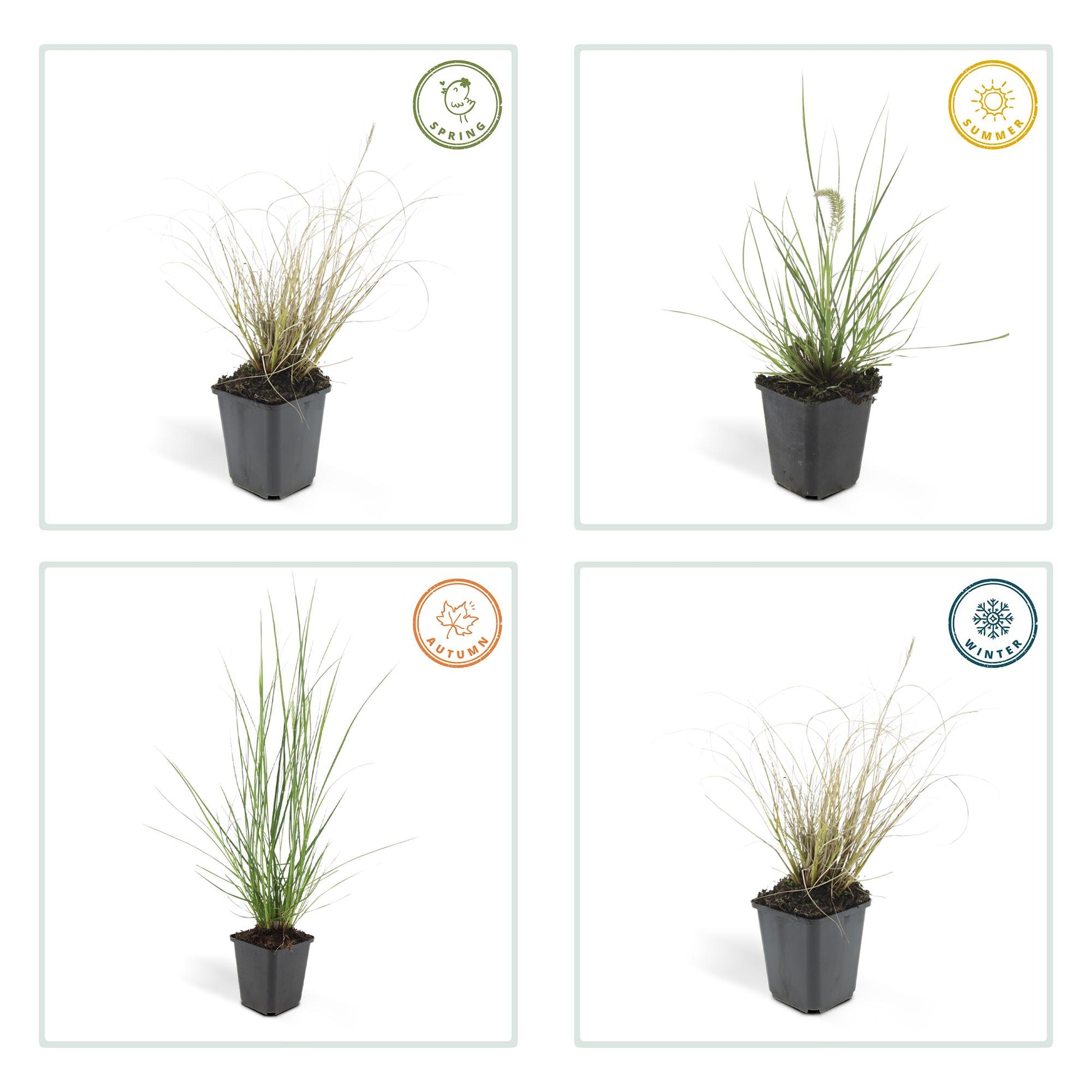Pennisetum alopecuroides 'Hameln' lampenpoetser siergras met romige pluimen – Ø9 cm, 10–25 cm hoog