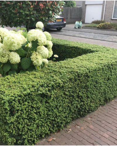 De Ilex crenata 'Jenny' is een compacte en wintergroene tuinplant die zich perfect leent voor lage haagjes, vormsnoei of als groen accent in een strakke border