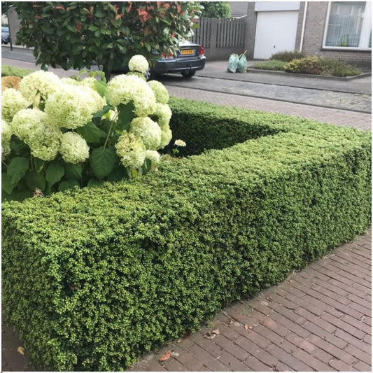 De Ilex crenata 'Jenny' is een compacte en wintergroene tuinplant die zich perfect leent voor lage haagjes, vormsnoei of als groen accent in een strakke border