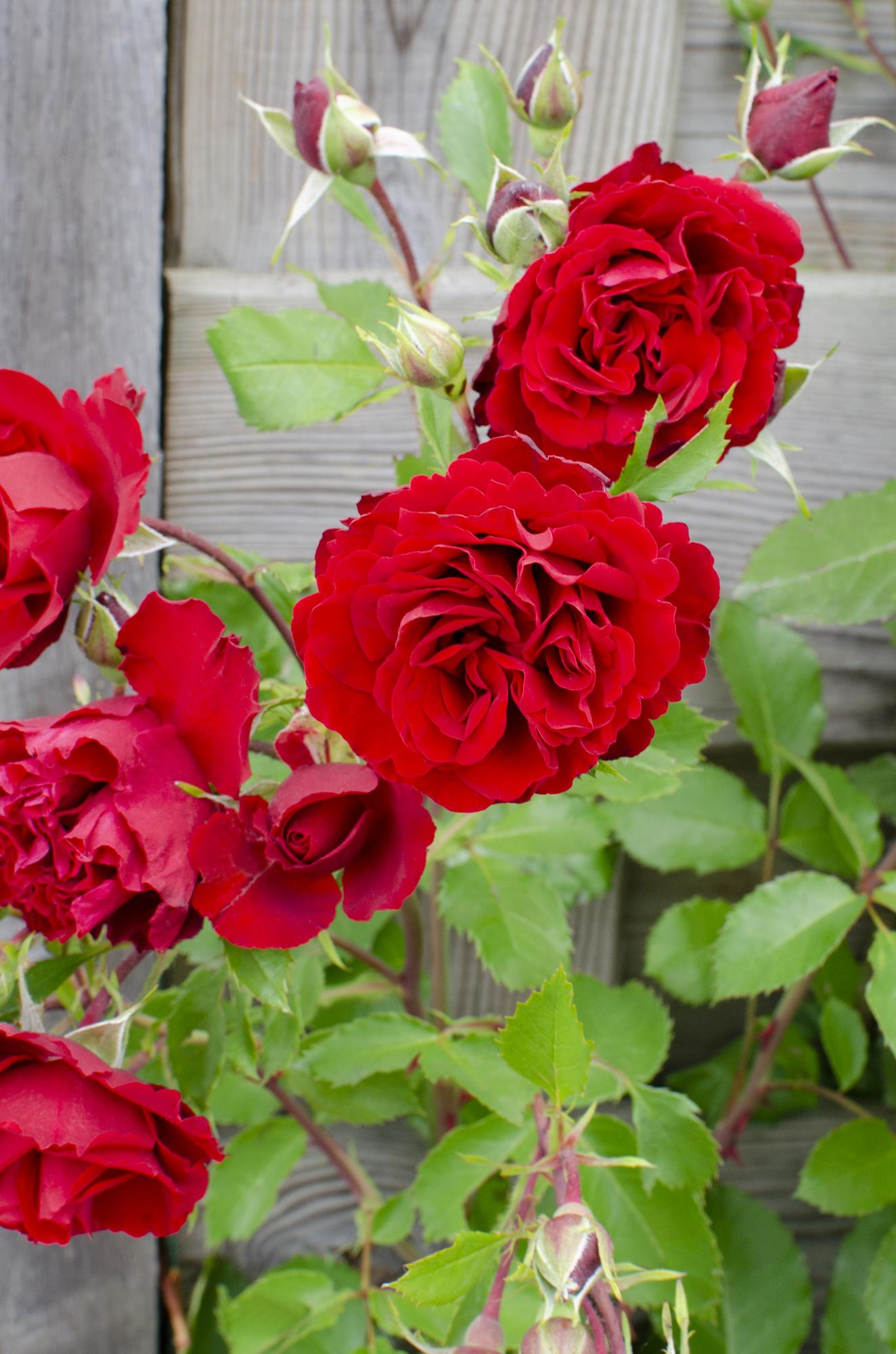 Rosa Crazy in Love ‘Red’ – rode klimroos in pot Ø15cm, hoogte 65cm – volle fluweelrode bloemen met glanzend groen blad.