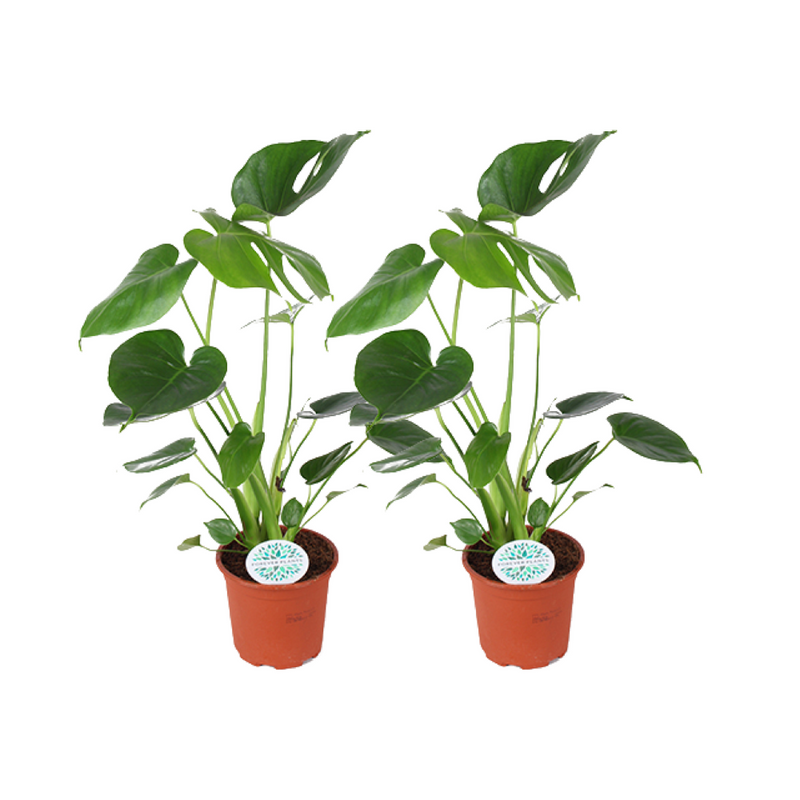 Twee Monstera Deliciosa kamerplanten van 45 cm hoog in pot Ø14 cm, met grote groene bladeren en een tropische uitstraling.