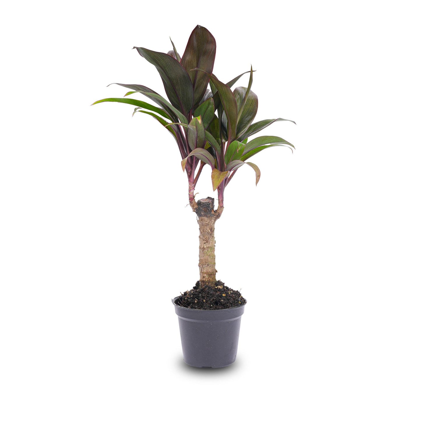 Cordyline fruticosa |Terrarium plant