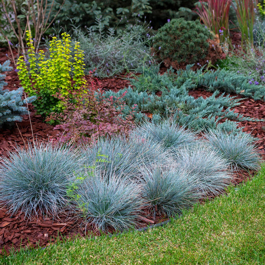 Festuca glauca Intense Blue – blauw siergras in pot