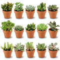 15 x Mini Succulenten Mix | Terracotta Potten | Kamerplanten