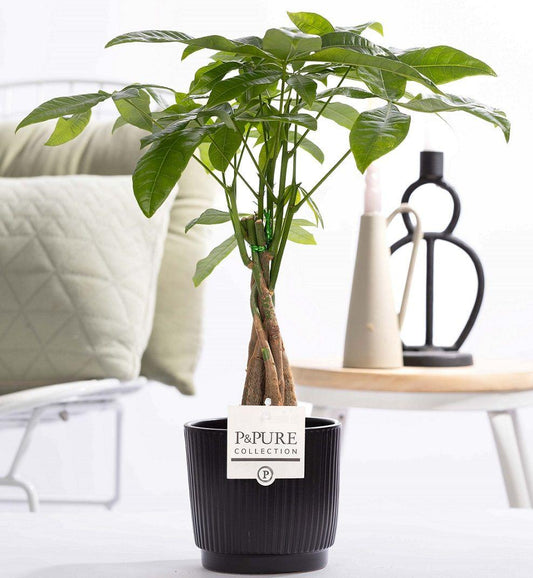 P&Pure planten.De Pachira aquatica, ook wel geldboom of watercacao genoemd, is een populaire kamerplant die bekendstaat om zijn gevlochten stam en frisgroene bladeren. Hij komt oorspronkelijk uit Midden- en Zuid-Amerika, waar hij in moerassige gebieden groeit. De plant is relatief gemakkelijk te verzorgen, waardoor hij een uitstekende keuze is voor zowel beginners als ervaren plantenbezitters