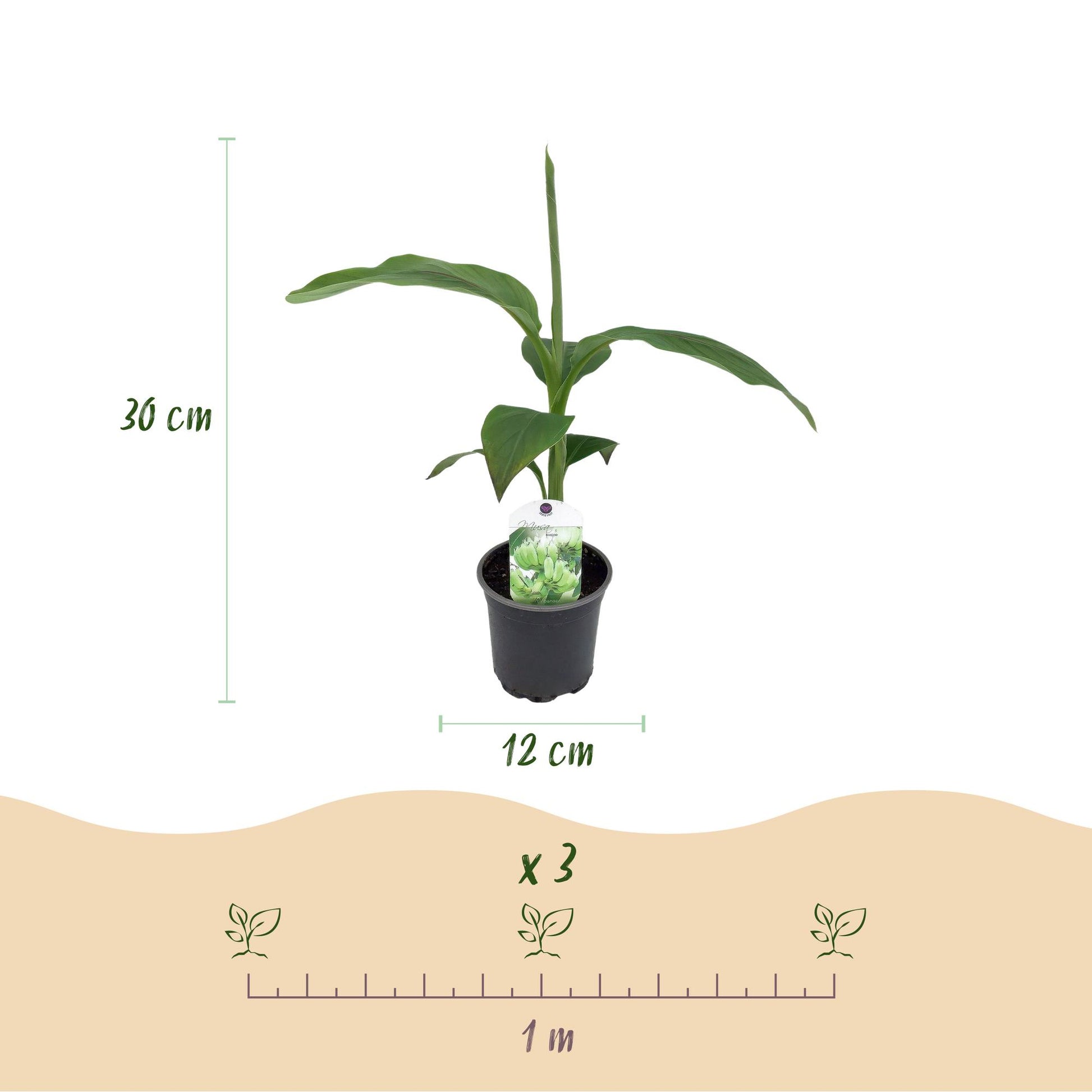 Musa Basjoo bananenplant 6 stuks, winterharde fruitplant met grote groene bladeren voor tuin, border en balkon