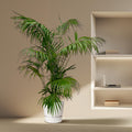 Grote Kentia palm met donkergroene bladeren voor interieur