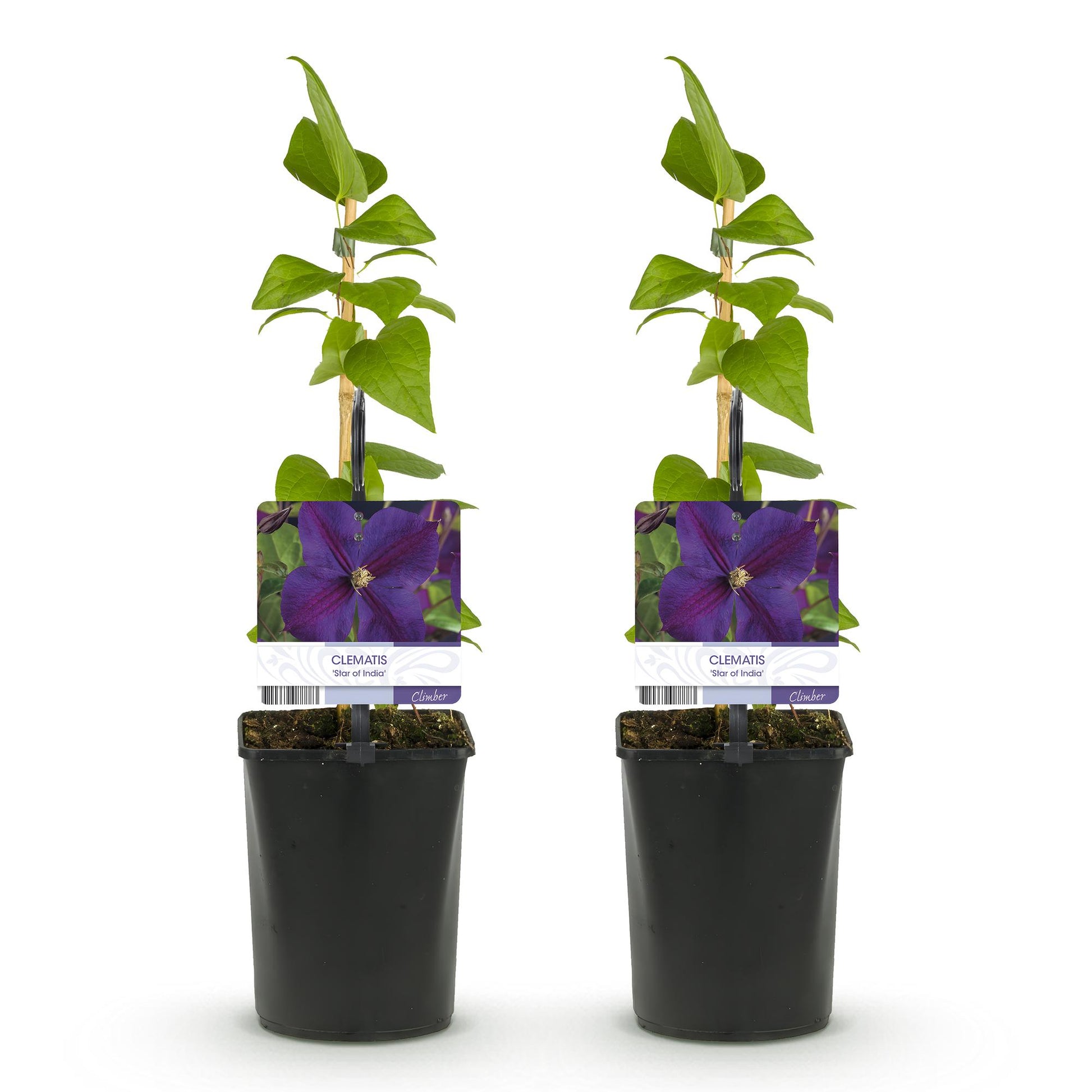 Diepblauwe clematis klimplant voor pergola en schutting