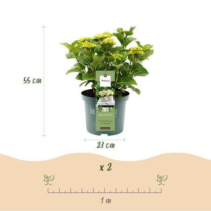 Hortensia - Hydrangea Magical Nobless - Wit - 6-10 Bloemen - 2 Planten - Pot 23cm Hoogte 55cm