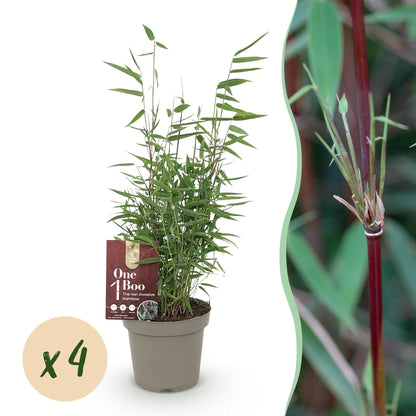 Bamboe Fargesia Red Dragon met rode stelen en groen blad – niet-woekerende, bladhoudende bamboe – geschikt voor haag, border en potten.