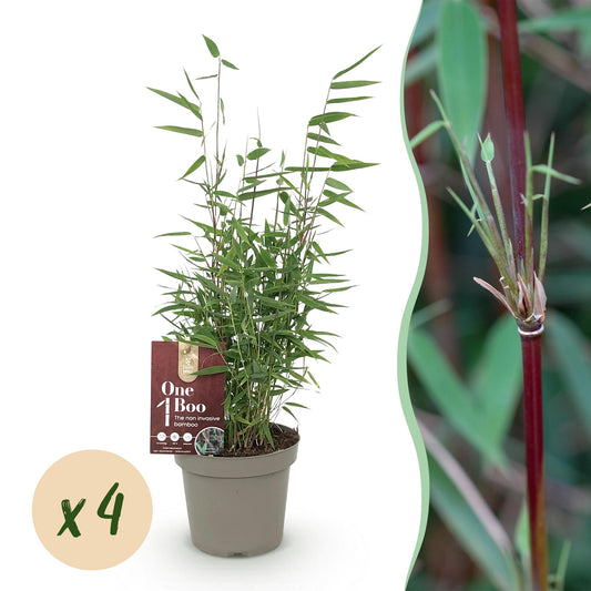 Bamboe Fargesia Red Dragon met rode stelen en groen blad – niet-woekerende, bladhoudende bamboe – geschikt voor haag, border en potten.