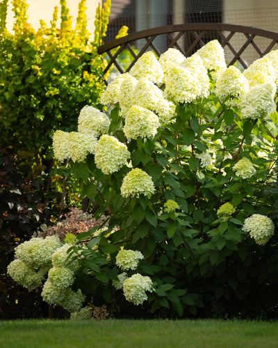 Hydrangea paniculata 'Limelight' | Buitenplant | Pluimhortensia