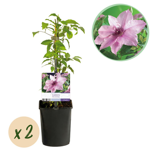 Roze bloeiende clematis klimplant voor zonnige tuin