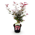 Acer palmatum Shaina | Outdoor plant | Japanese maple