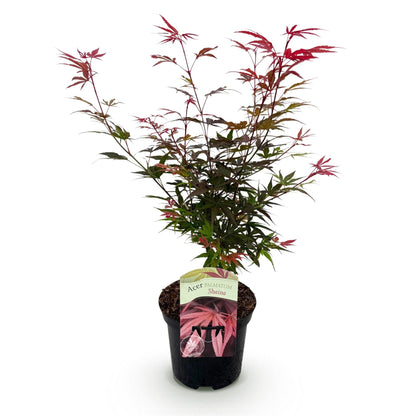 Japanse Esdoorn - Acer palmatum Shaina - Rood - 1 Plant - Bladverliezend