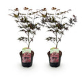2 x Acer palmatum 'Bloodgood' Outdoor Plant | Japanese Maple with Deep Red Leaves