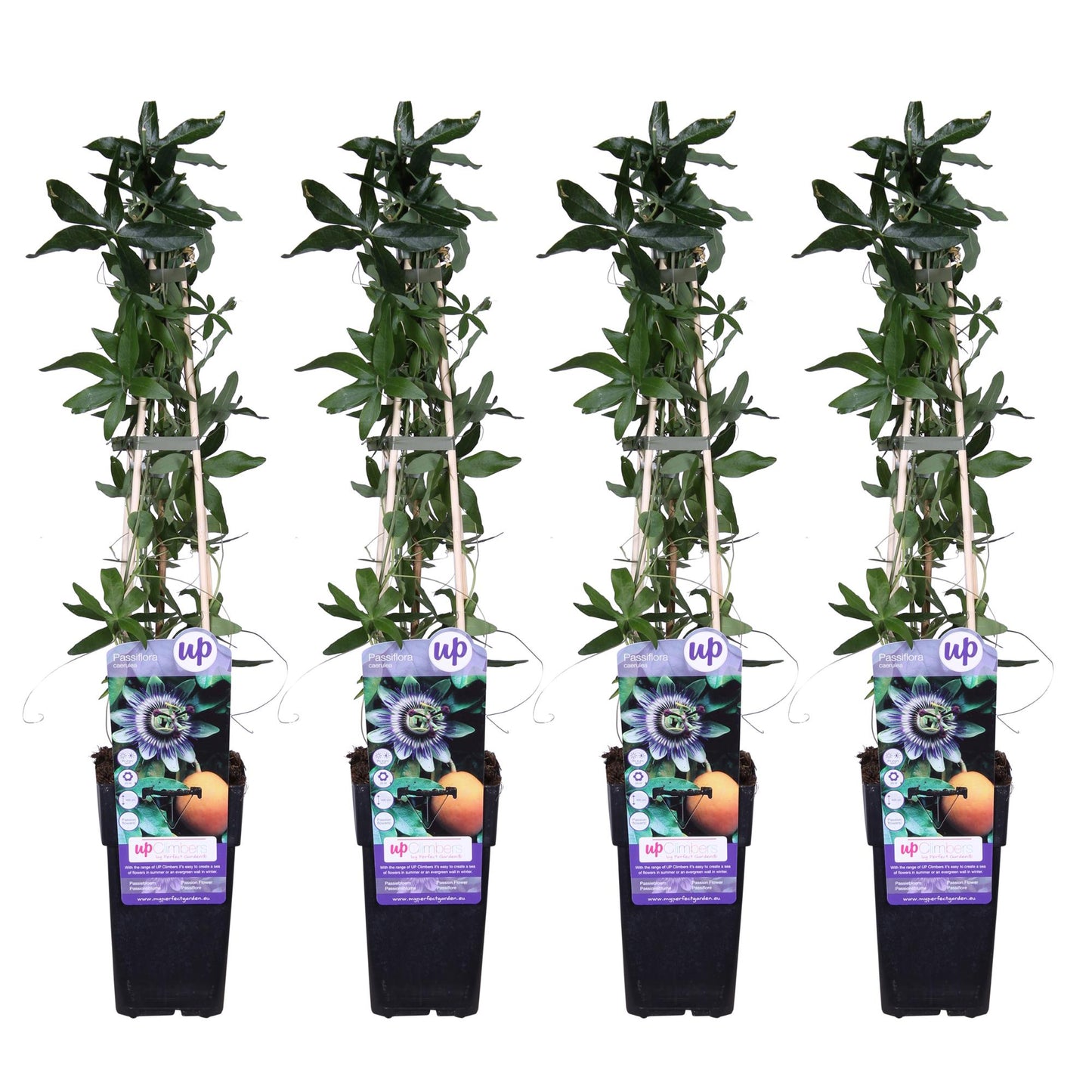 4x - Passiflora caerulea - ↨65cm - Ø15. Passionsblume.