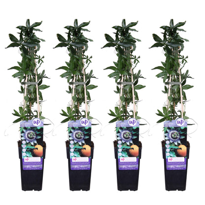 4x - Passiflora caerulea - ↨65cm - Ø15. Passionsblume.
