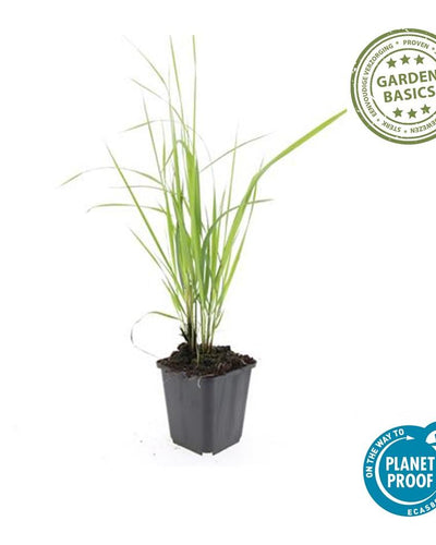 Calamagrostis acutiflora Karl Foerster – siergras met opgaande groei en bloempluimen – potmaat 9 cm"