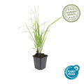 Calamagrostis acutiflora Karl Foerster – siergras met opgaande groei en bloempluimen – potmaat 9 cm"