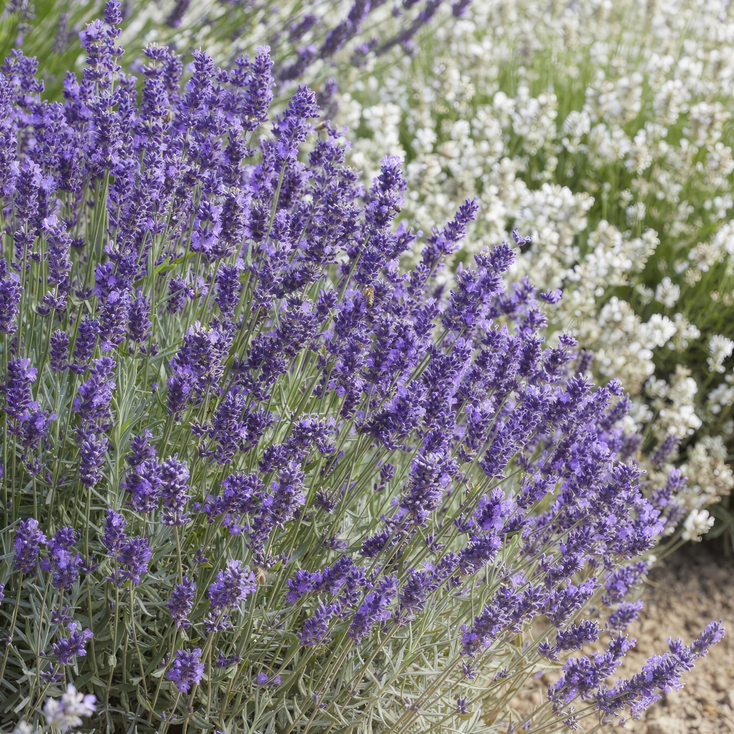 Lavandula angustifolia Hidcote – lavendelplant met paarse bloemen – potmaat 9 cm. Belgie en Noderland