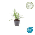 Liriope muscari ‘Monroe White’ Buitenplant | Leliegras - Planttoday