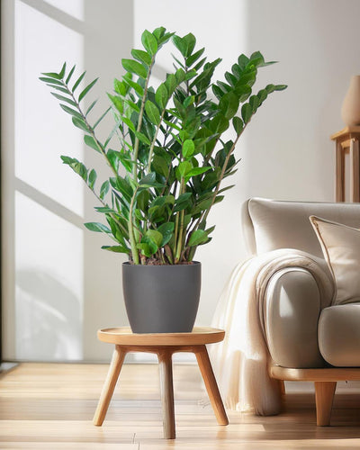 Zamioculcas Zamiifolia Kamerplant | ZZ Plant | met grijze pot