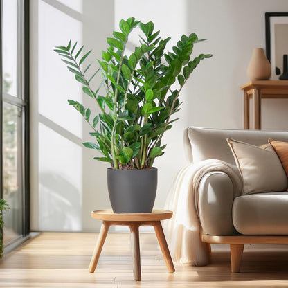 Zamioculcas Zamiifolia Kamerplant | ZZ Plant | met grijze pot