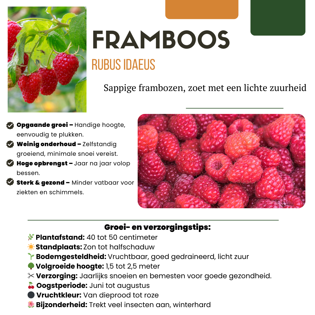 Set van 6 Biologische Frambozenplanten – 13 cm Pot – 20 cm Hoog – Heerlijk Zomerfruit