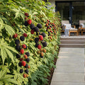 6 x Fruitplanten | Groenblijvende Braam | Rubus Thornless Evergreen | Winterhard