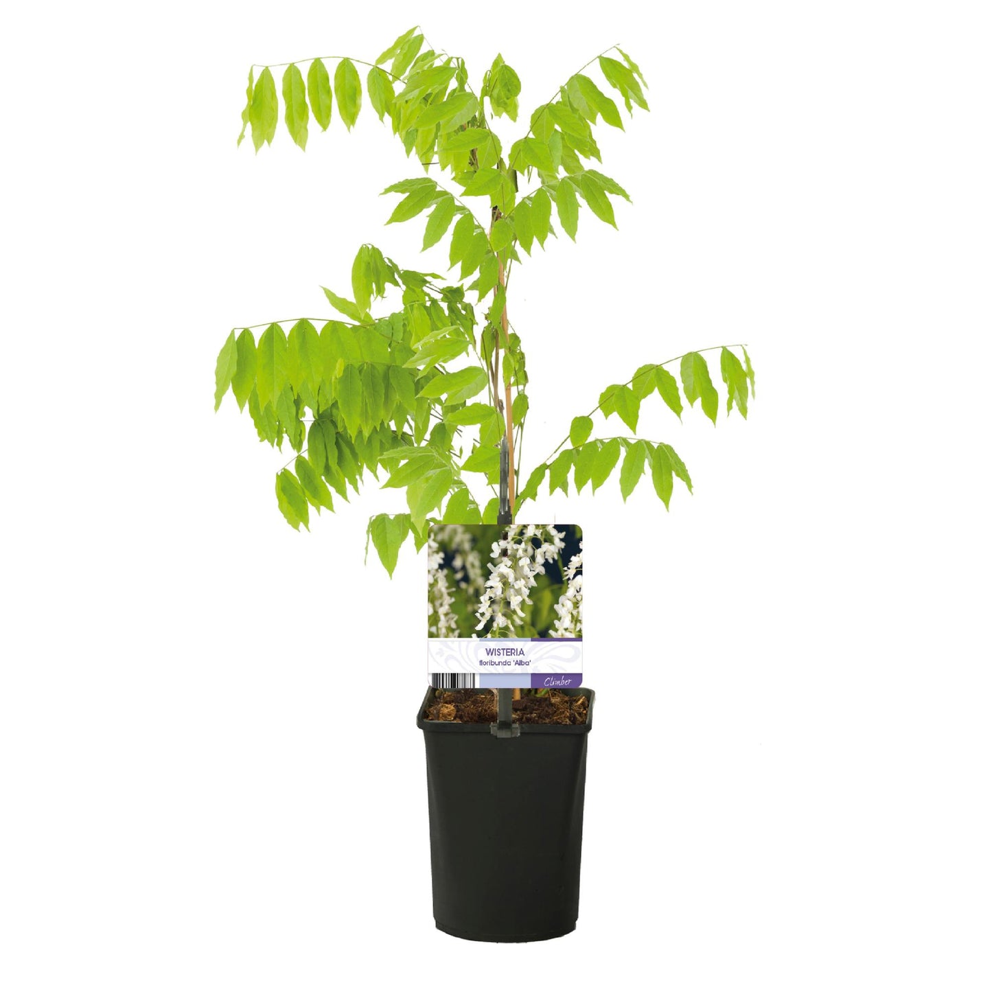 Blauwe regen - Wisteria floribunda Alba - Bloem Wit  - Pot 11cm Hoogte 40cm
