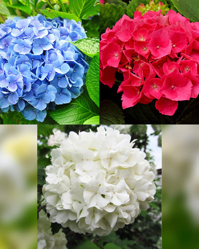 Hydrangea macrophylla Tricolour – Hortensia met roze, witte en blauwe bloemen, geschikt voor tuin, border of terras, bloeit van juni tot september.