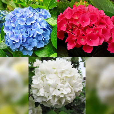Hydrangea macrophylla Tricolour – Hortensia met roze, witte en blauwe bloemen, geschikt voor tuin, border of terras, bloeit van juni tot september.