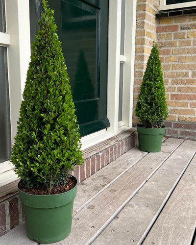 Ilex crenata Pyramide – Elegant, Wintergroen en Tijdloos