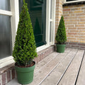 Ilex crenata Pyramide – Elegant, Wintergroen en Tijdloos
