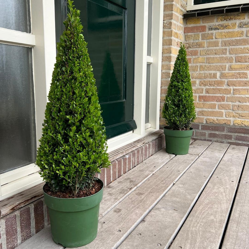 Ilex crenata Pyramide – Elegant, Wintergroen en Tijdloos